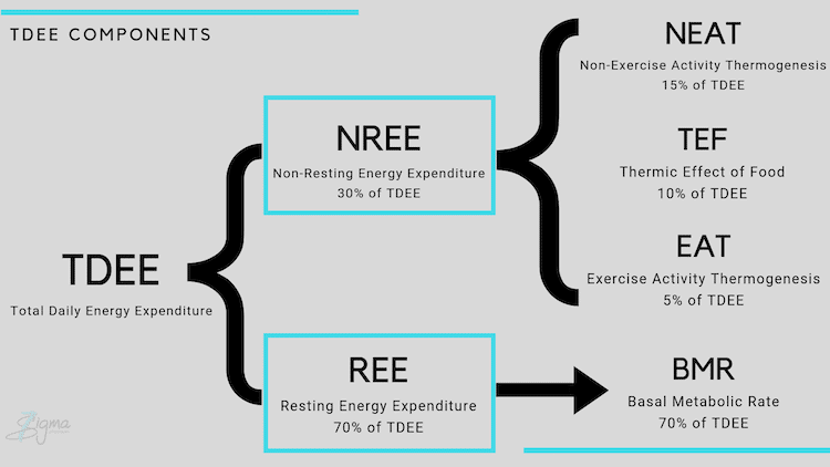 Graph showing TDEE components and percentages.