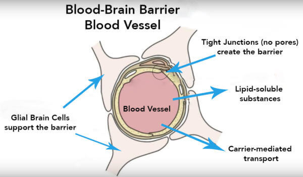 Blood brain barrier blood vessels.