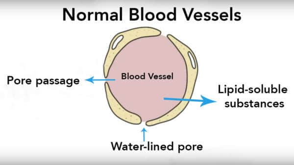 Normal blood vessels.