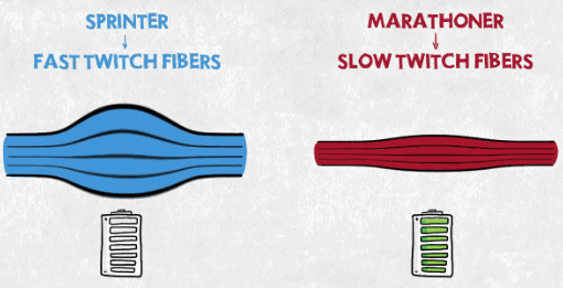 Sprinter vs. long-distance runner muscle fiber comparison.